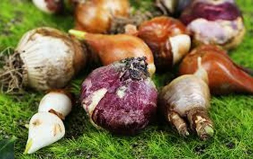 Phân loại dạng thân các loài hoa trồng từ củ